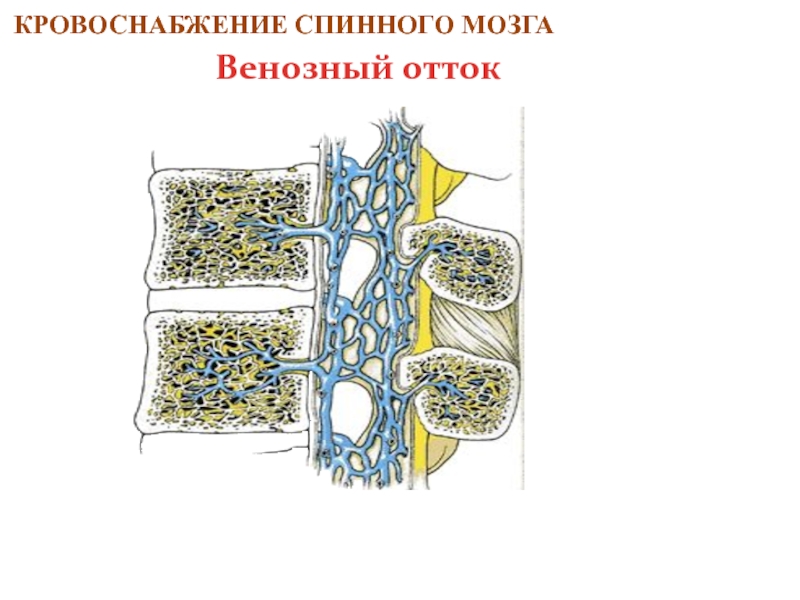 Кровоснабжение спинного мозга схема