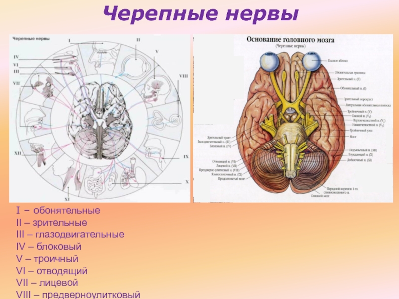 Место выхода нерва из мозга. Пары черепно мозговых нервов анатомия. Схема выхода черепных нервов. Топография Корешков черепных нервов. Черепные нервы топография.
