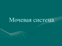 Мочевыделительная система 
