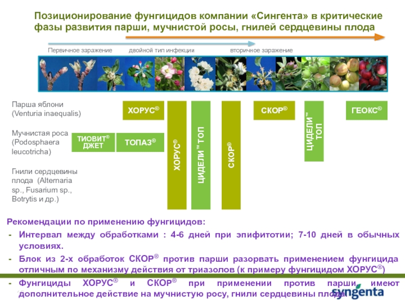 Схема защиты картофеля сингента