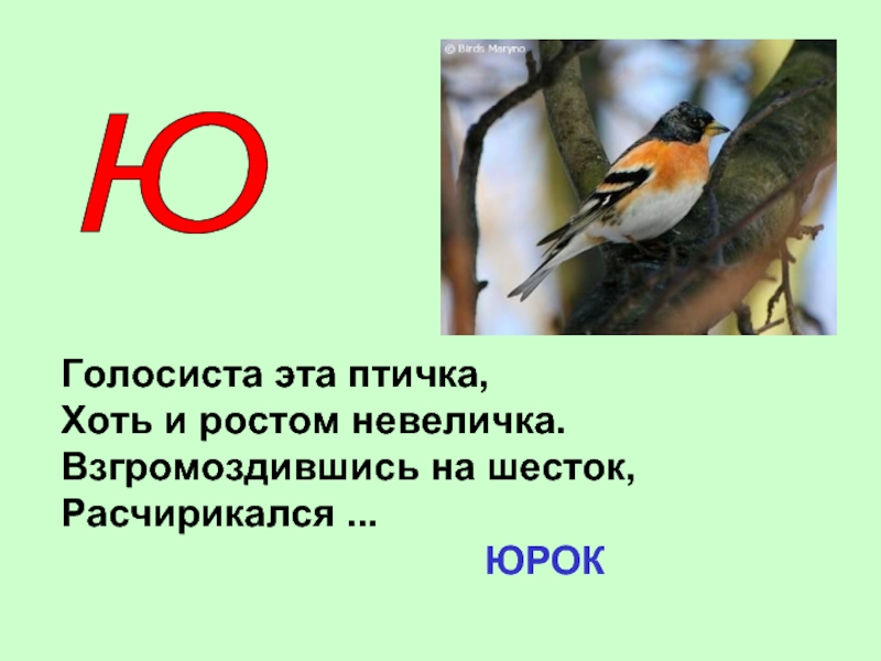 Животное на букву ю. Животные на букву ю. Зверь на букву ю. Птица на букву ю. Животное или птица на букву ю.