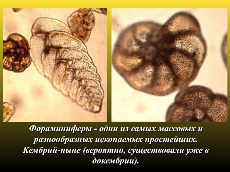 Фораминиферы окаменелости. Фораминиферы фото. Фораминиферы ископаемые. Фораминиферы кембрия.