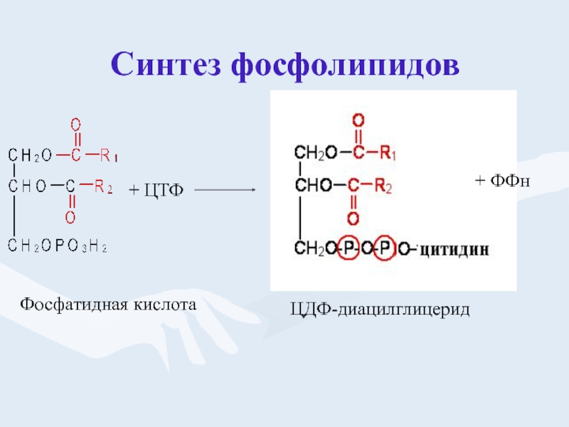 Цтф. Синтез фосфолипидов через фосфатидную кислоту. Синтез Даг из фосфатидной кислоты.