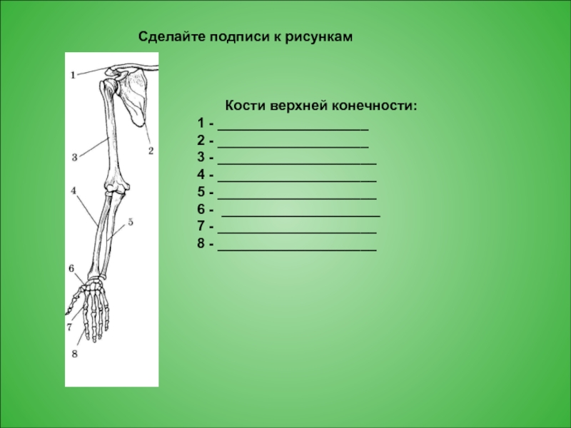 Сделайте подписи к рисунку. Сделайте подписи к рисункам кости верхней конечности. Сделайте подписи к рисункам кости верхней конечности кости. Пояса конечностей подписей.