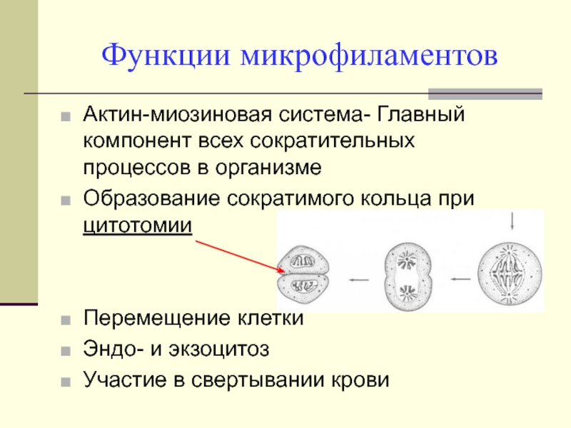 Перемещение клеток. Функции микротрубочек и микрофиламентов. Функции микрофиламентов в клетке. Микрофиламенты функции. Микрофиламенты строение и функции таблица.