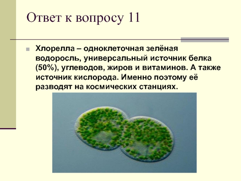 Культивирование одноклеточных водорослей. Одноклеточная водоросль хлорелла. Циста хлореллы. Зеленые водоросли хлорелла. Среда обитания водоросли хлорелла.