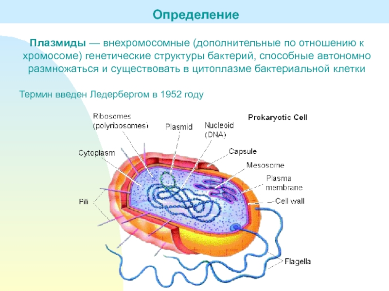 Плазмида определение. Строение бактериальной клетки плазмида. Строение клетки бактерии плазмида. Строение бактерии плазмида. Строение плазмиды бактерий.