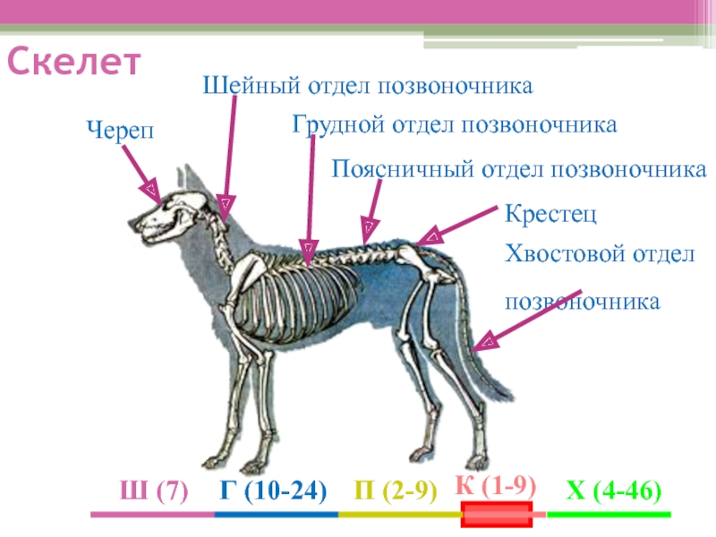 Скелет млекопитающих состоит из 5 отделов. Строение позвоночника млекопитающих отделы. Строение скелета собаки позвоночник. Отделы позвоночника млекопитающих 7 класс. Строение позвоночника млекопитающих шейный отдел.