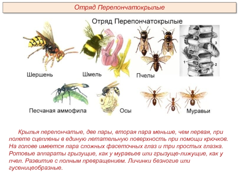 Тест класс насекомые