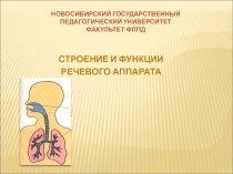 Строение речевого аппарата 
