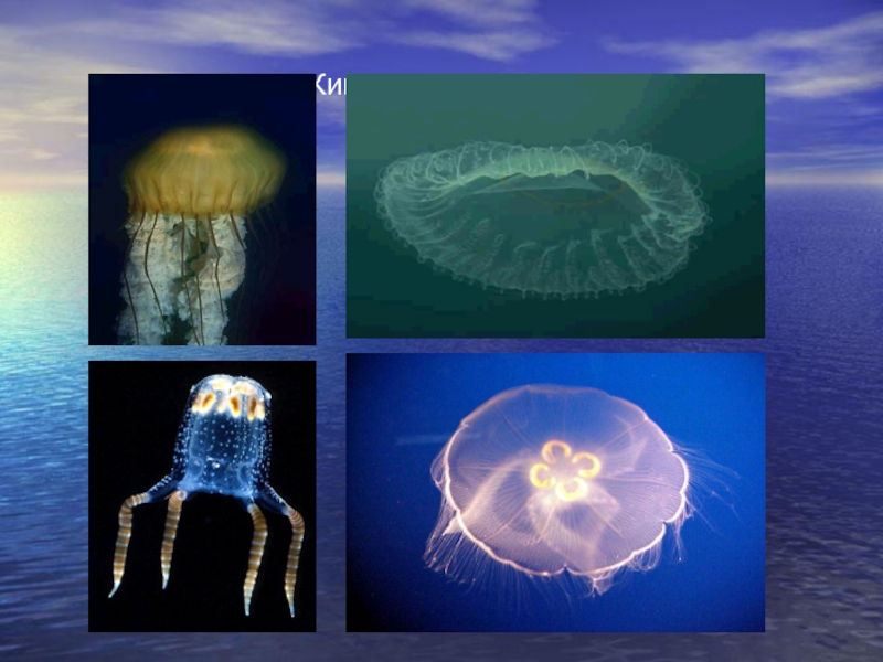 Представители кишечнополостных. Свободноплавающие Кишечнополостные. Царство кишечнополостных. Кишечнополостные фильтраторы. Медузы в биологии Тип Кишечнополостные.