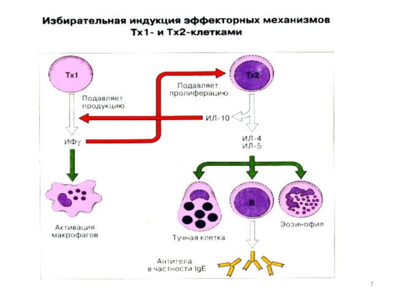 Гзт схема микробиология