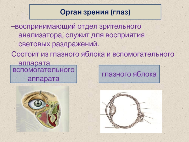 Орган зрения зрительный анализатор презентация 8 класс