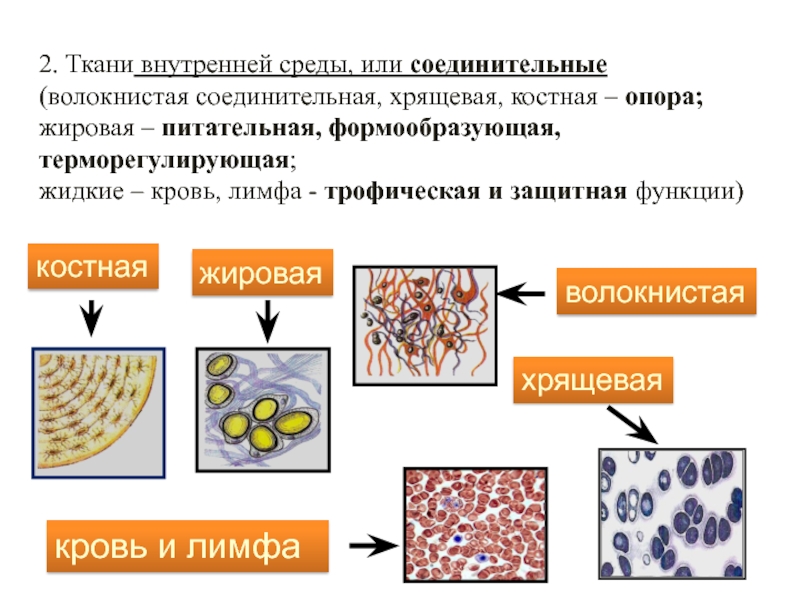 Система соединительной ткани. Ткани внутренней среды строение. Функции тканей внутренней среды. Ткани внутренней среды организма гистология. Строение и функции тканей внутренней среды.