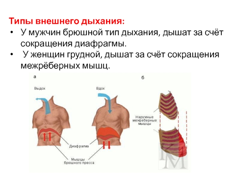 Сокращение диафрагмы