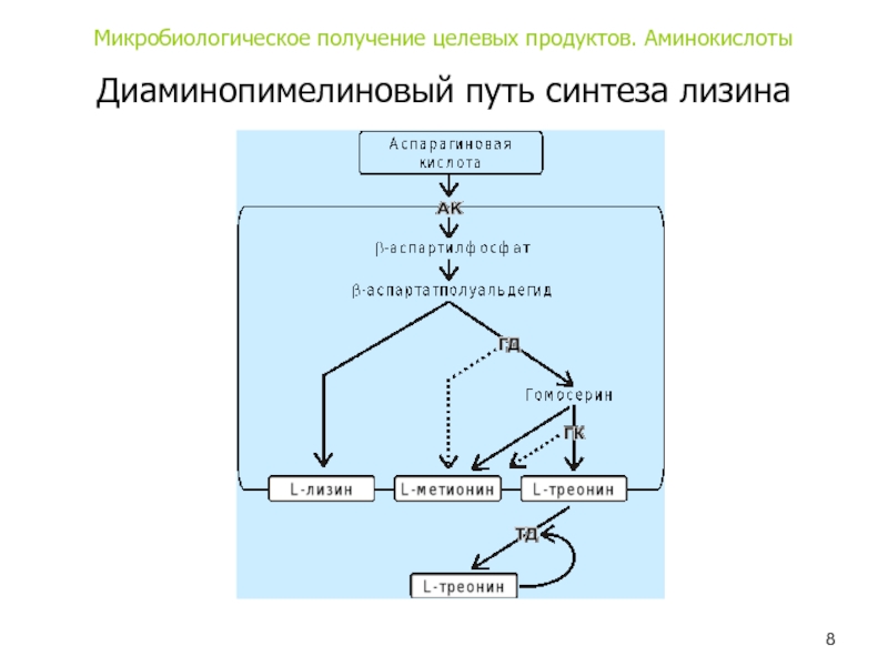 Схема микробиологического синтеза аминокислот