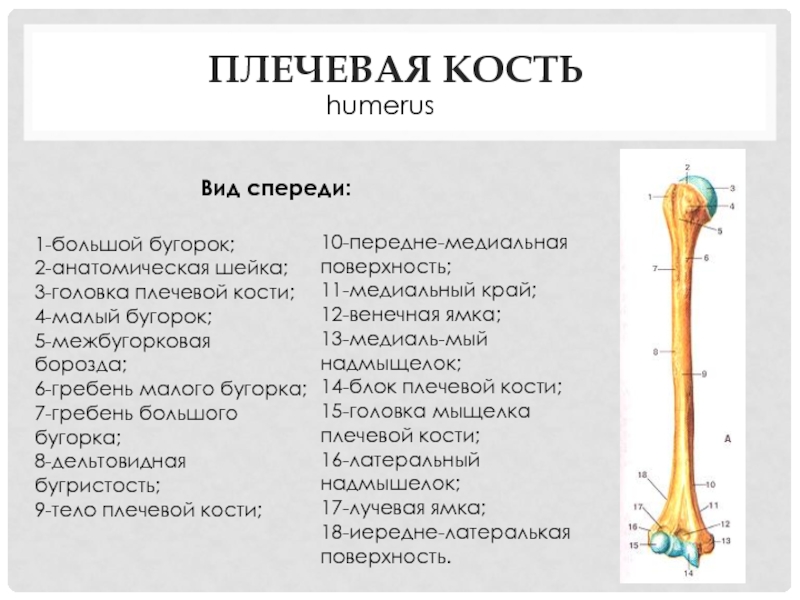 Бугорок плечевой кости. Малый бугорок плечевой кости анатомия. Плечевая кость правая вид спереди. Плечевая кость анатомическая шейка. Малый гребень бугорка плечевой кости.