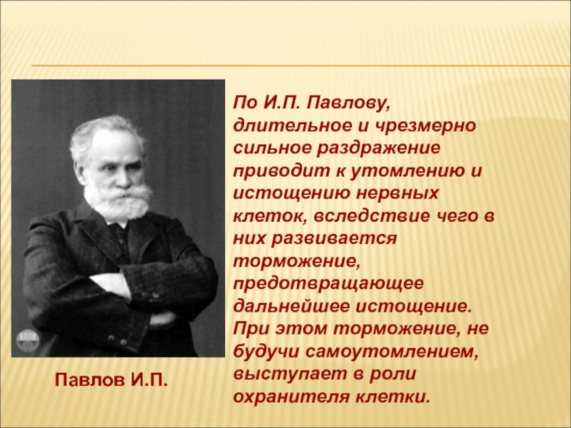 Пластичность нервной. И П Павлов нервная система. Реакция на чрезмерно сильный раздражитель.