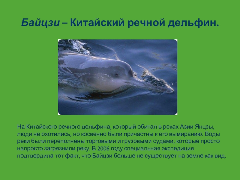 Байцзи – Китайский речной дельфин.На Китайского речного дельфина, который обитал в реках Азии Янцзы, люди не охотились,