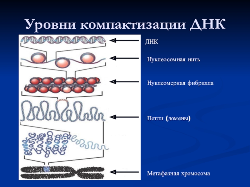 Организация днк. 5 Уровней компактизации ДНК. Уровни компактизации ДНК таблица. Нуклеосомная организация ДНК. Уровни компактизации ДНК В хромосоме.