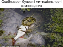 Особливості будови і життєдіяльності земноводних
