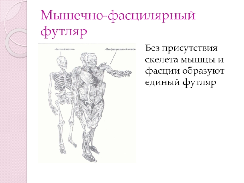 Основы анатомии тест. Тест по анатомии управления движением. Академический рисунок скелет мышцы строение. Презентация урока по родиноведению 3 класс на тему скелет и мышцы.