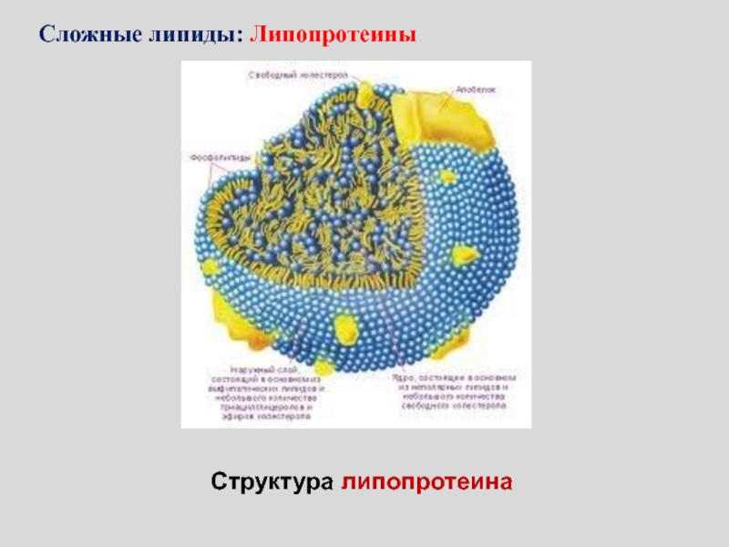 Липиды и липопротеины. Структурные липопротеины. Строение липопротеинов. Липопротеин структура. Строение сложных липидов.