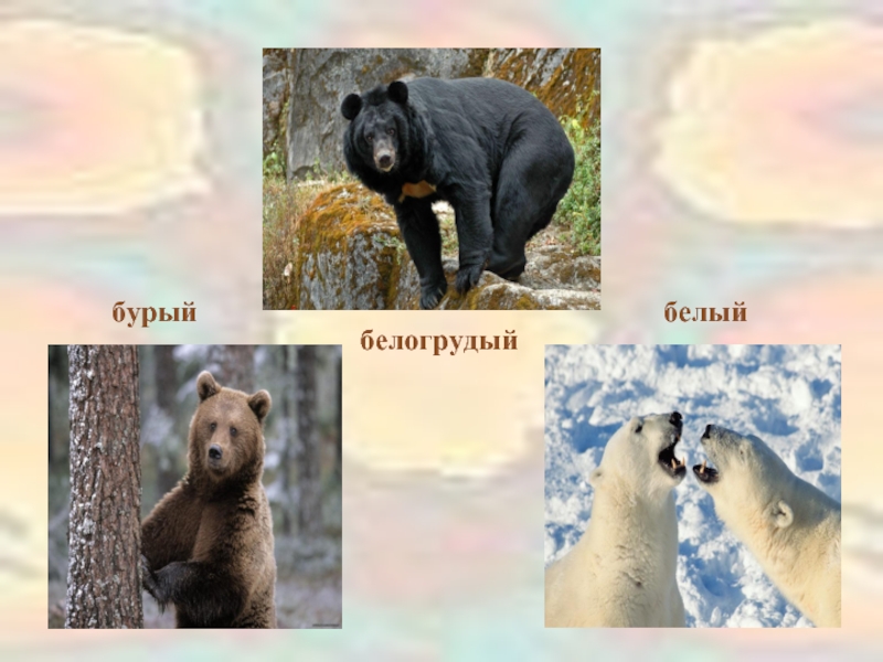 Медведь символ России. Белый медведь символ России. Медведь символ России презентация. Фото высокого разрешения медведь символ России.
