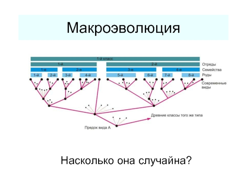 Презентация Макроэволюция