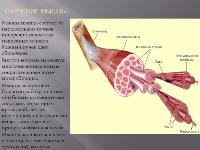 Презентация строение мышц