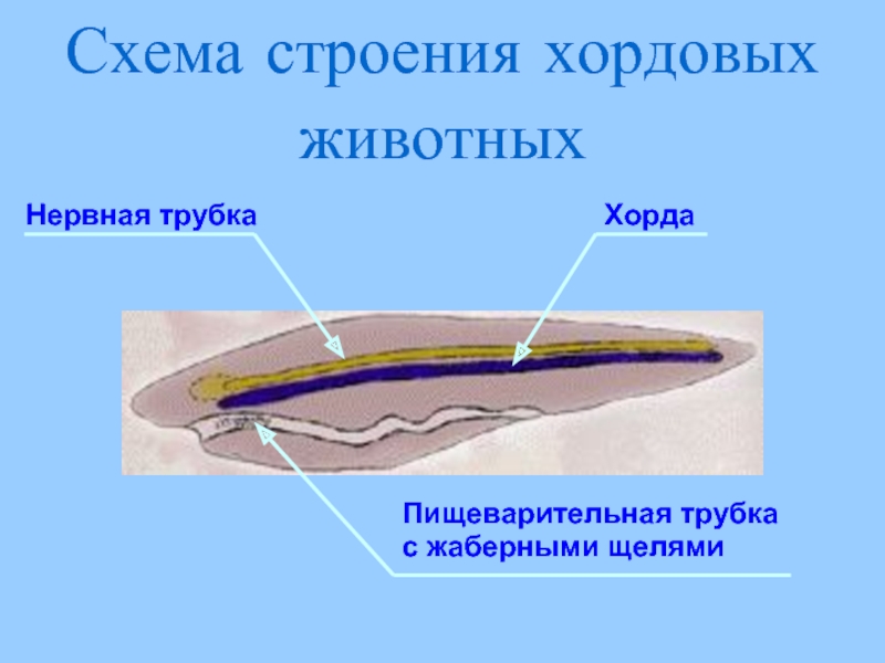 Хорда фото биология