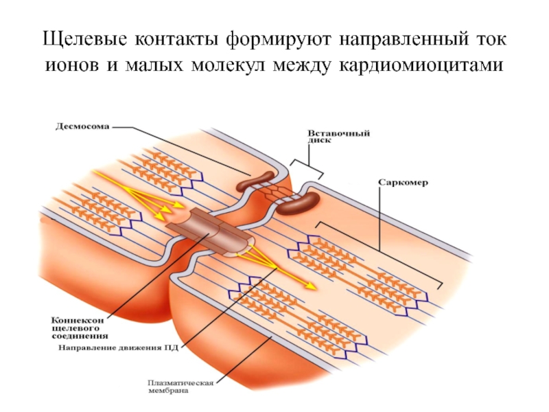 Сердце с тремя парами щелевидных отверстий. Нексусы кардиомиоцитов. Нексус щелевой контакт. Строение щелевого контакта. Щелевые межклеточные контакты.