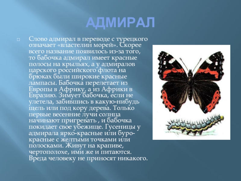 Презентация по окружающему миру 2 класс бабочки