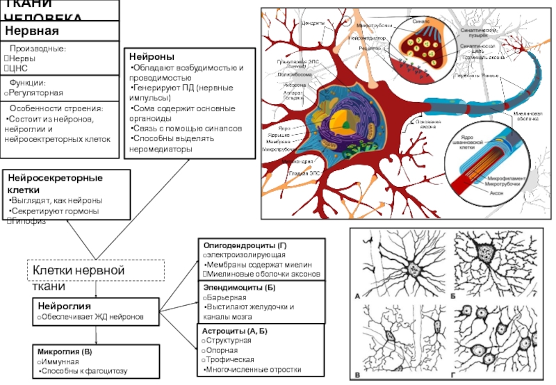Какие ткани обладают возбудимостью и проводимостью. Функции клеток нервной ткани. Нервная ткань человека таблица. Строение нервной ткани таблица. Нервная ткань строение и функции таблица.