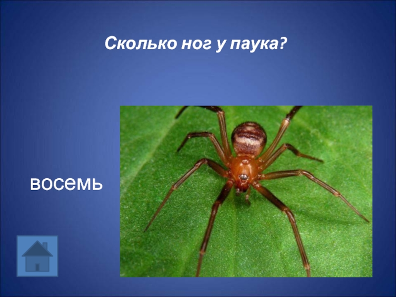 Паук 8. Сколько ног у паука. СК-ко ног у паукообразных. Сколько ножек у паука. Паук 8 лап.