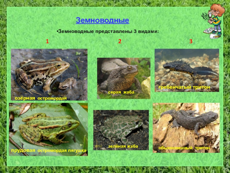 Земноводные окружающий мир 2. Три вида земноводных. Земноводные это 3 класс. Земноводные 3 класс окружающий мир. Земноводные окружающий мир 3.