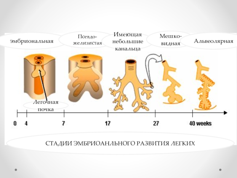 Развитие легких. Фазы развития легких. Этапы развития легких у человека. Эмбриогенез дыхательной системы гистология. Стадии развития лёгкого.