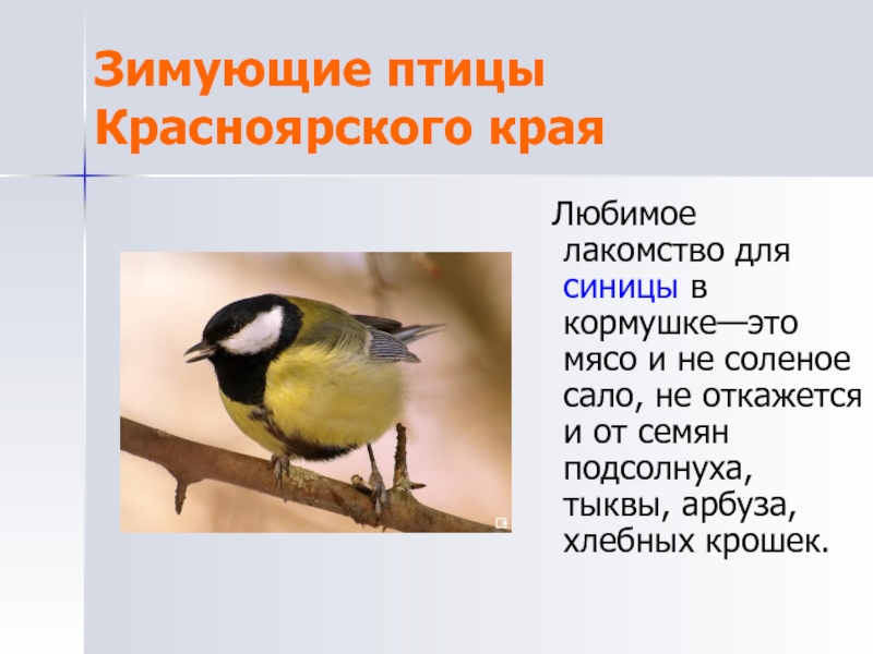 Зимующие птицы Красноярского края Любимое лакомство для синицы в кормушке—это мясо и не соленое сало, не откажется