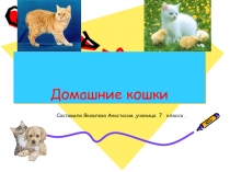 Домашние кошки