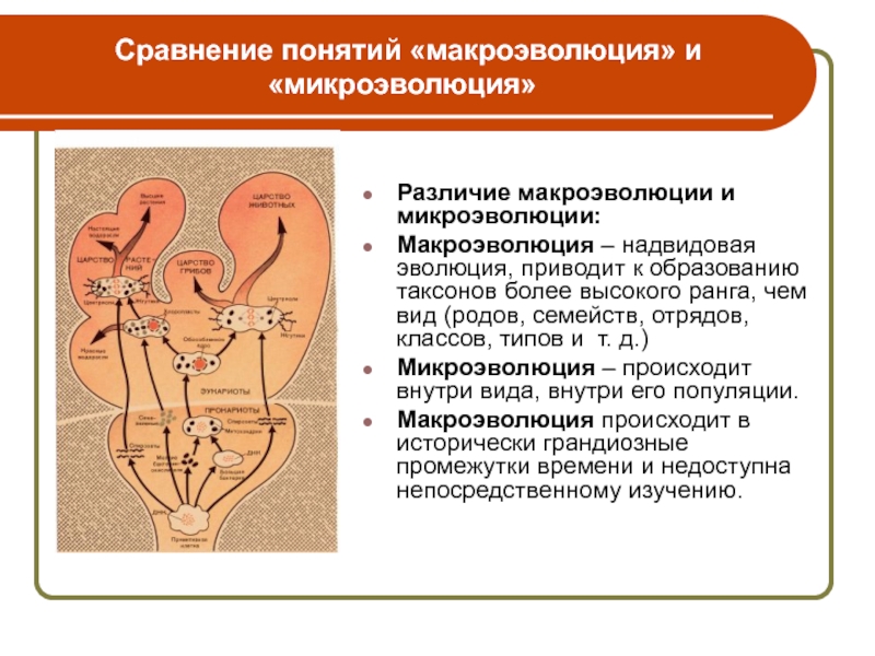 Микро и макроэволюция презентация