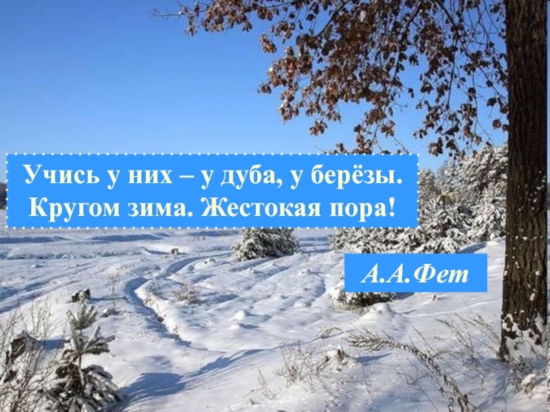 Стих учись у дуба у березы. Кругом зима жестокая пора. Кругом зима жестокая пора Фет. Учись у них у дуба у березы. Учись у них у дуба у березы кругом зима жестокая пора.