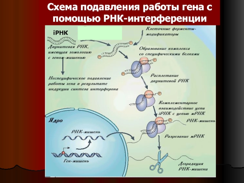 Рнк интерференция схема