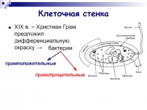 Клеточная стенка