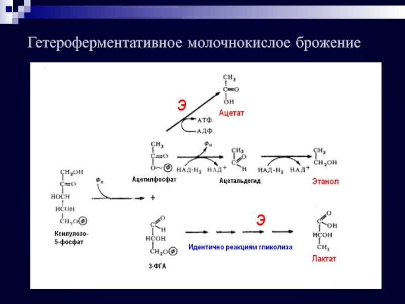 Молочнокислое гомоферментативное брожение схема