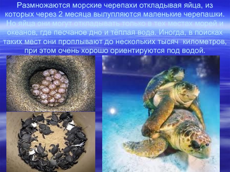 Размножаются морские черепахи откладывая яйца, из которых через 2 месяца вылупляются маленькие черепашки. Но яйца они могут