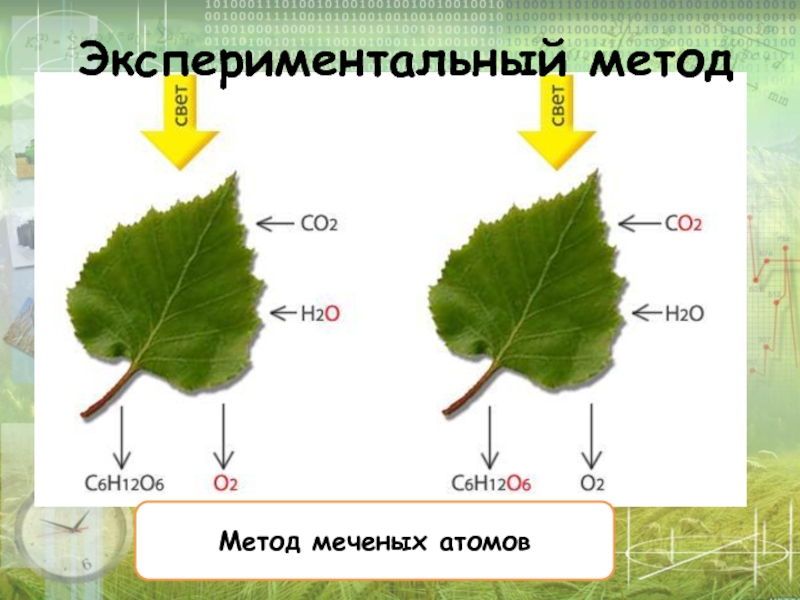 Презентация на тему метод меченых атомов