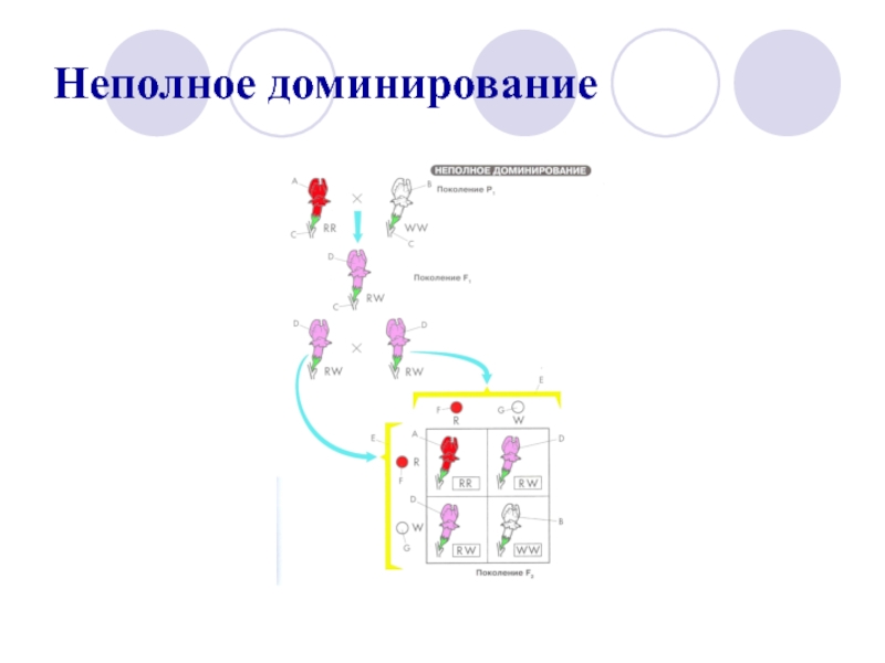 Неполное доминирование. Неполное доминирование примеры. Задачи на неполное доминирование. Неполное доминирование у рыб.