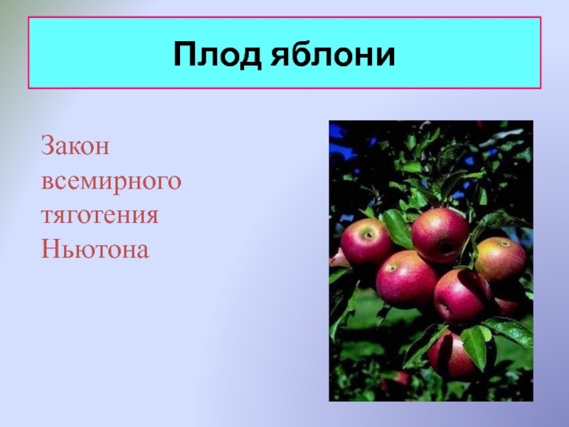 Какую функцию выполняет плод яблони. Яблоко плод яблони. Тип плода яблони. Распространение плодов яблони. Японская яблоня плоды.