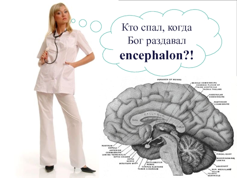 Кто спал, когда Бог раздавал encephalon ?!