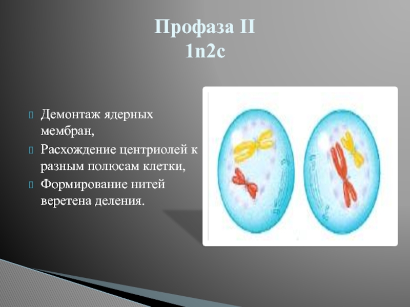 Профаза 1. Профаза 2. Профаза мейоза 2. Демонтаж ядерных мембран расхождение центриолей. Профаза 2 рисунок.